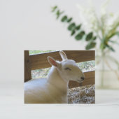 Lächelnde Schafe Postkarte (Stehend Vorderseite)