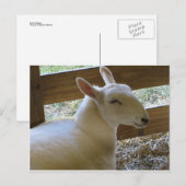 Lächelnde Schafe Postkarte (Vorne/Hinten)