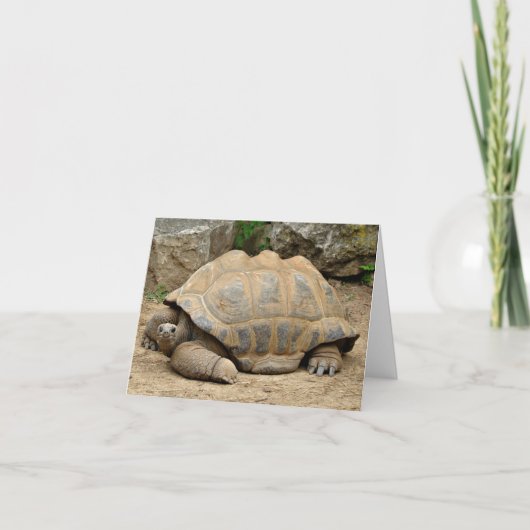 Lächelnde Schildkröte Dankeskarte (Vorderseite)