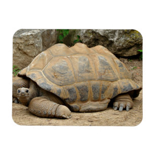 Lächelnde Schildkröte  Magnet