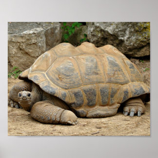 Lächelnde Schildkröte Poster