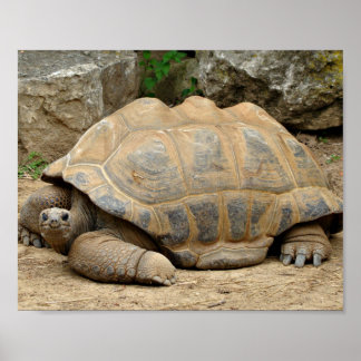 Lächelnde Schildkröte Poster