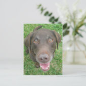Lächelnde Schokolade Labrador Retriever Postkarten (Stehend Vorderseite)