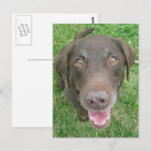 Lächelnde Schokolade Labrador Retriever Postkarten (Vorne/Hinten)