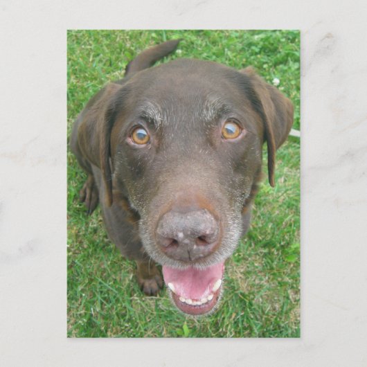 Lächelnde Schokolade Labrador Retriever Postkarten (Vorderseite)