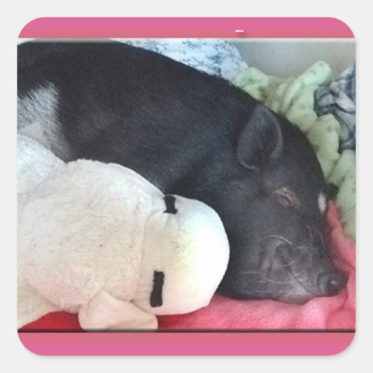 Lächelnde Schweinekleber Quadratischer Aufkleber (Vorderseite)