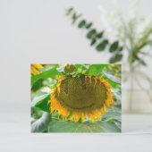 Lächelnde Sonnenblume Postkarte (Stehend Vorderseite)