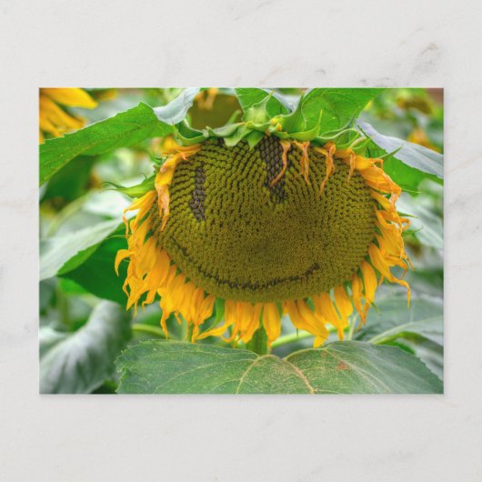 Lächelnde Sonnenblume Postkarte (Vorderseite)