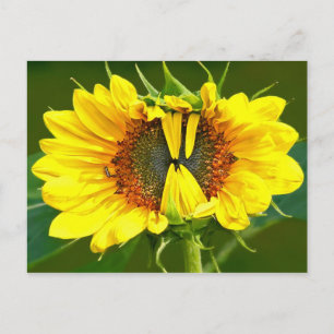 Lächelnde Sonnenblume Postkarte
