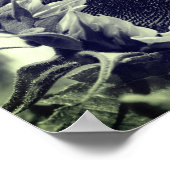 Lächelnde Sonnenblumen Schwarz und Weiß Nah Poster (Ecke)