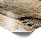 Lächelnde Tortoise Fotodruck (Ecke)