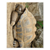 Lächelnde Tortoise Fotodruck (Vorne)