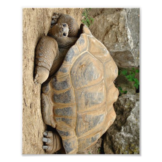 Lächelnde Tortoise Fotodruck (Vorne)