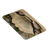 Lächelnde Tortoise Magnet (Rechte Seite)