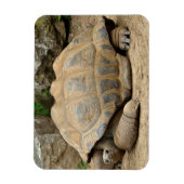 Lächelnde Tortoise Magnet (Vertikal)
