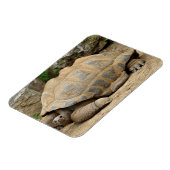 Lächelnde Tortoise Magnet (Linke Seite)