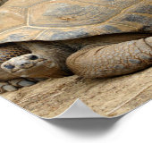 Lächelnde Tortoise Poster (Ecke)