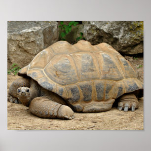 Lächelnde Tortoise Poster
