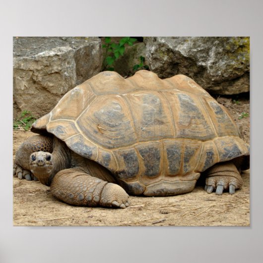 Lächelnde Tortoise Poster (Vorne)