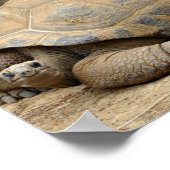 Lächelnde Tortoise Poster (Ecke)
