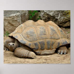 Lächelnde Tortoise Poster