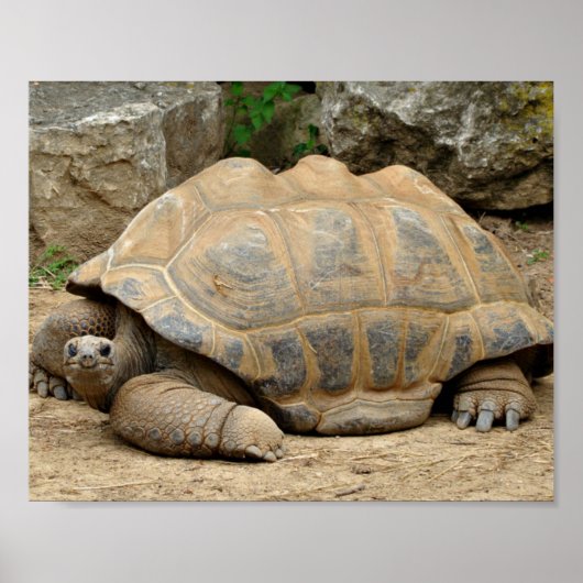 Lächelnde Tortoise Poster (Vorne)