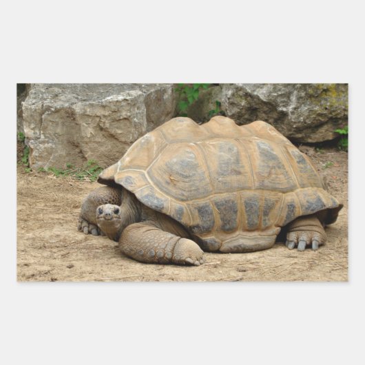 Lächelnde Tortoise Rechteckiger Aufkleber (Vorderseite)