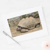 Lächelnde Tortoise Rechteckiger Aufkleber (Umschlag)