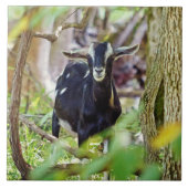 lächelnde Ziege Fliese (Vorderseite)