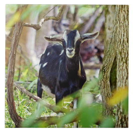 lächelnde Ziege Fliese (Vorderseite)