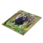 lächelnde Ziege Fliese<br><div class="desc">Diese Ziege scheint mich anzulächeln.</div>