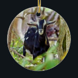 lächelnde Ziege Keramik Ornament<br><div class="desc">Diese Ziege scheint mich anzulächeln.</div>