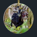 lächelnde Ziege Keramik Ornament<br><div class="desc">Diese Ziege scheint mich anzulächeln.</div>