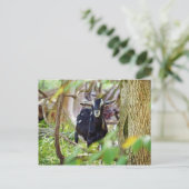 lächelnde Ziege Postkarte (Stehend Vorderseite)