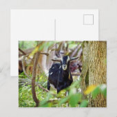 lächelnde Ziege Postkarte (Vorne/Hinten)