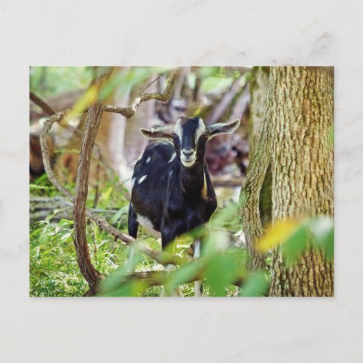 lächelnde Ziege Postkarte (Vorderseite)
