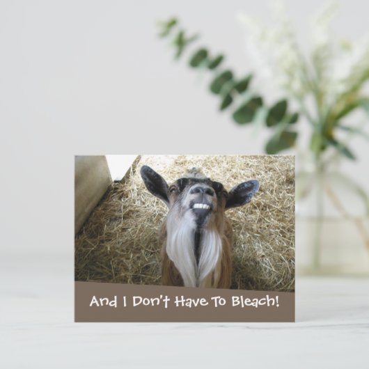 lächelnde Ziege Postkarte (Stehend Vorderseite)