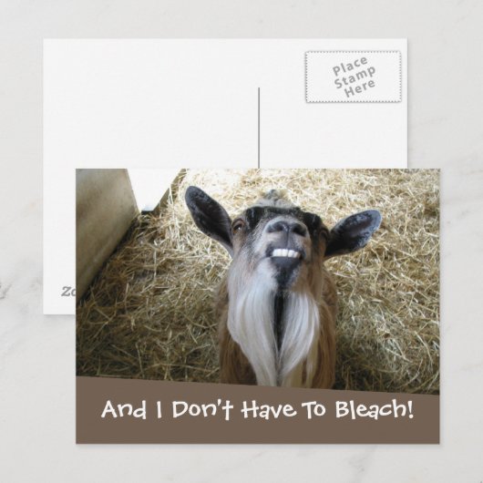 lächelnde Ziege Postkarte (Vorne/Hinten)