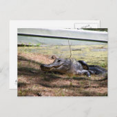 Lächelnder Alligator - Postkarte (Vorne/Hinten)