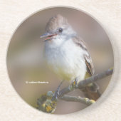Lächelnder ash-gethroter Flycatcher auf der Zweigs Getränkeuntersetzer (Vorne)
