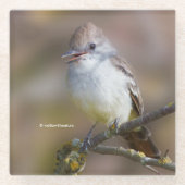 Lächelnder ash-gethroter Flycatcher auf der Zweigs Glasuntersetzer (Vorderseite)