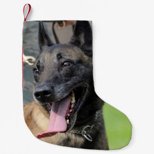 Lächelnder Belgier Malinois Hund Kleiner Weihnachtsstrumpf