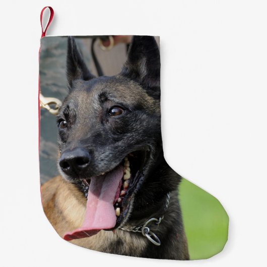 Lächelnder Belgier Malinois Hund Kleiner Weihnachtsstrumpf (Vorderseite)