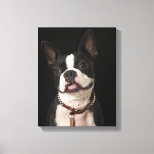 Lächelnder Boston-Terrier mit Kragen Leinwanddruck