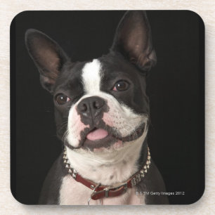 Lächelnder Boston-Terrier mit Kragen Untersetzer