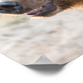 Lächelnder Brauner Bär Poster (Ecke)
