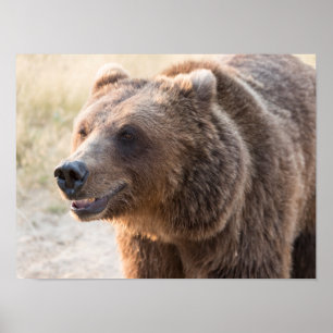 Lächelnder Brauner Bär Poster