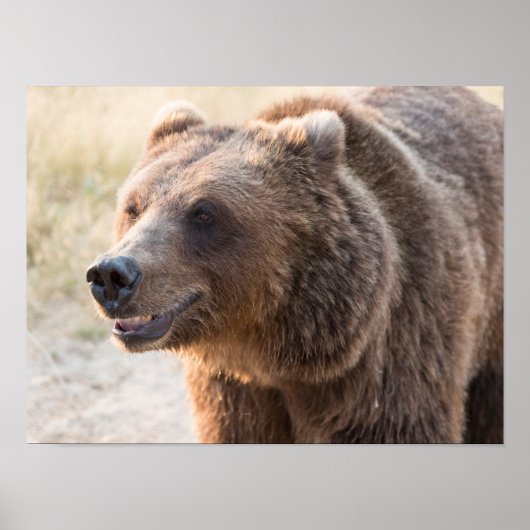 Lächelnder Brauner Bär Poster (Vorne)