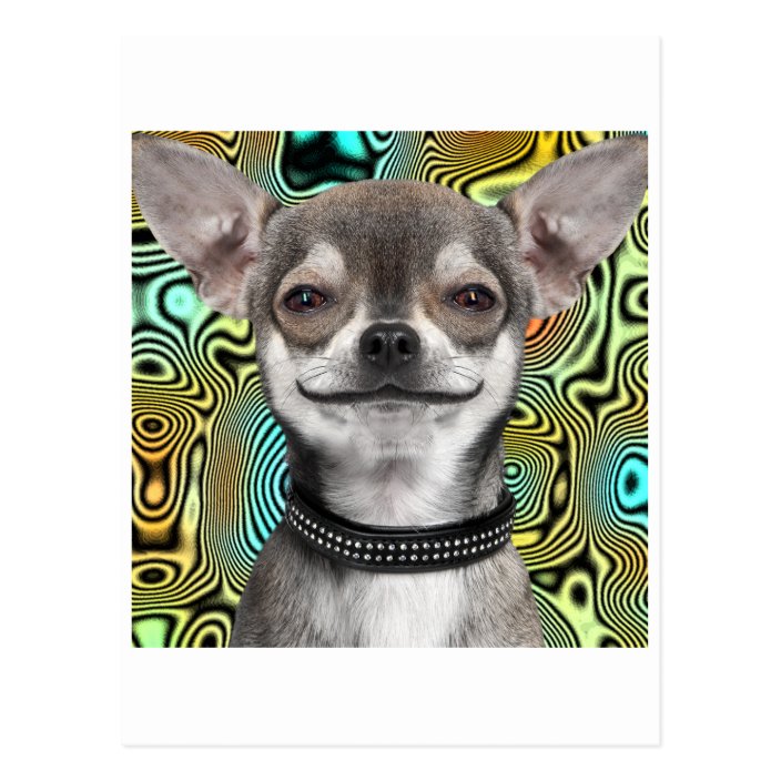 Lächelnder ChihuahuaHund Postkarte Zazzle.de