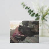 Lächelnder deutscher Schäferhund Militärhund Postkarte (Stehend Vorderseite)